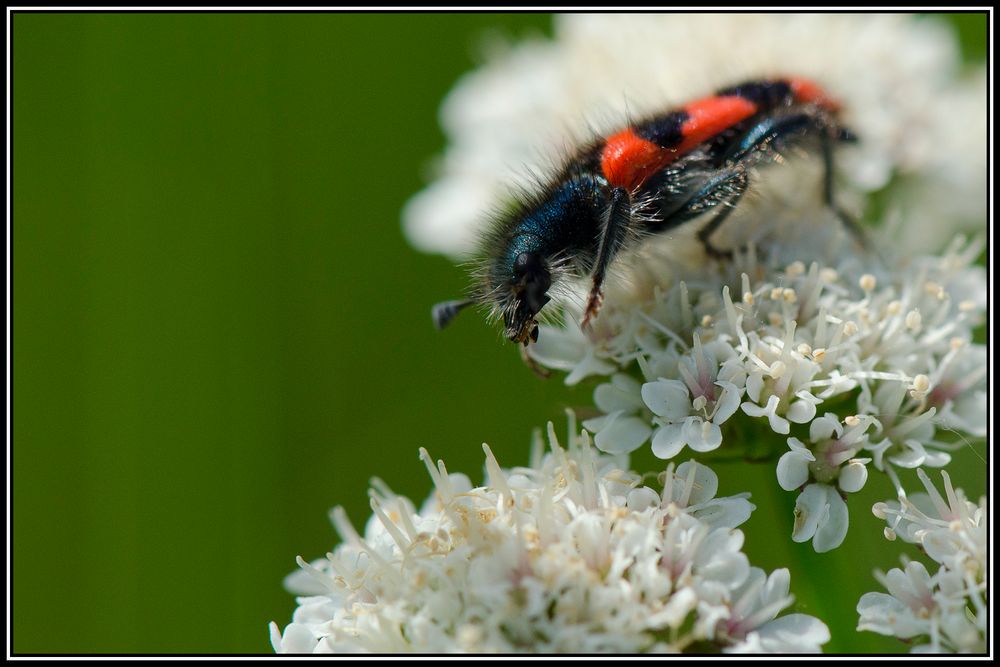 Clairon des abeilles (Tricodes apiarius)