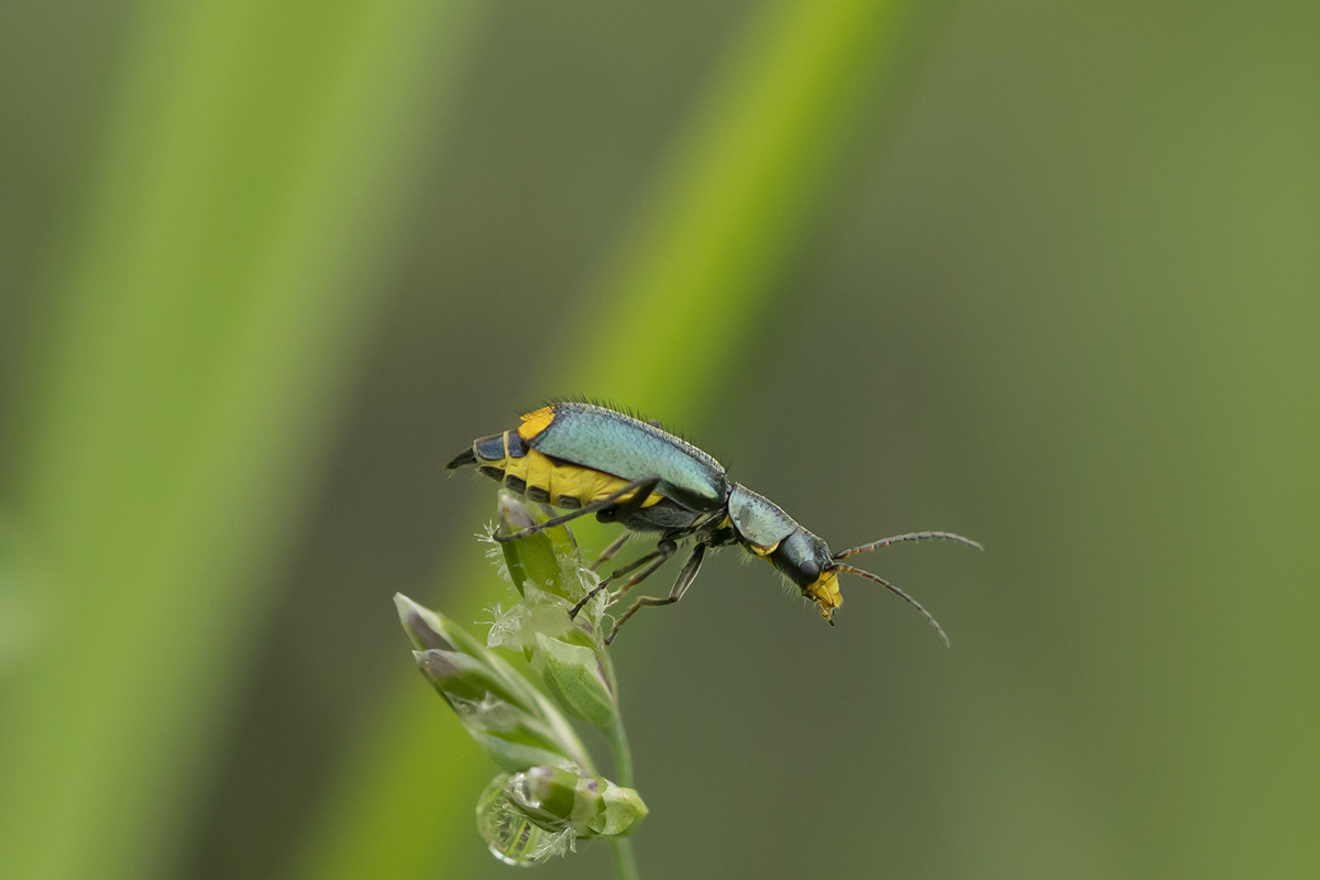 Clanoptilus elegans