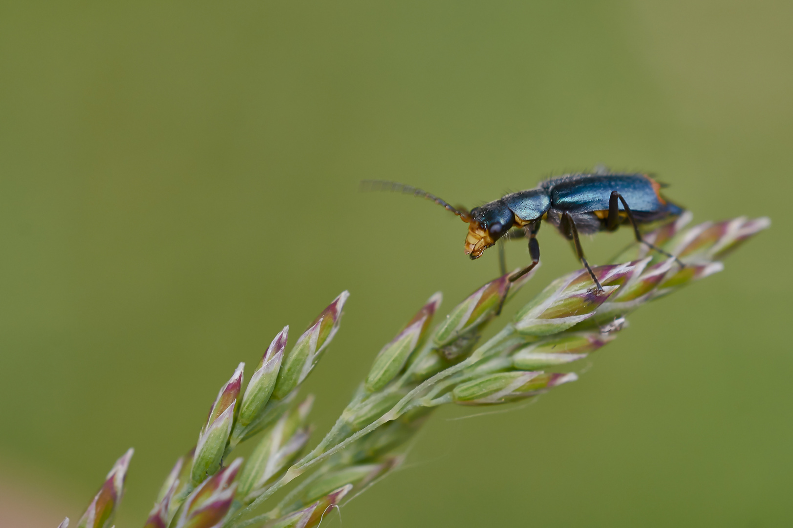 Clanoptilus elegans (ohne deutschen Namen)