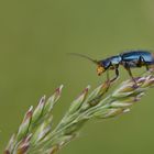 Clanoptilus elegans (ohne deutschen Namen)