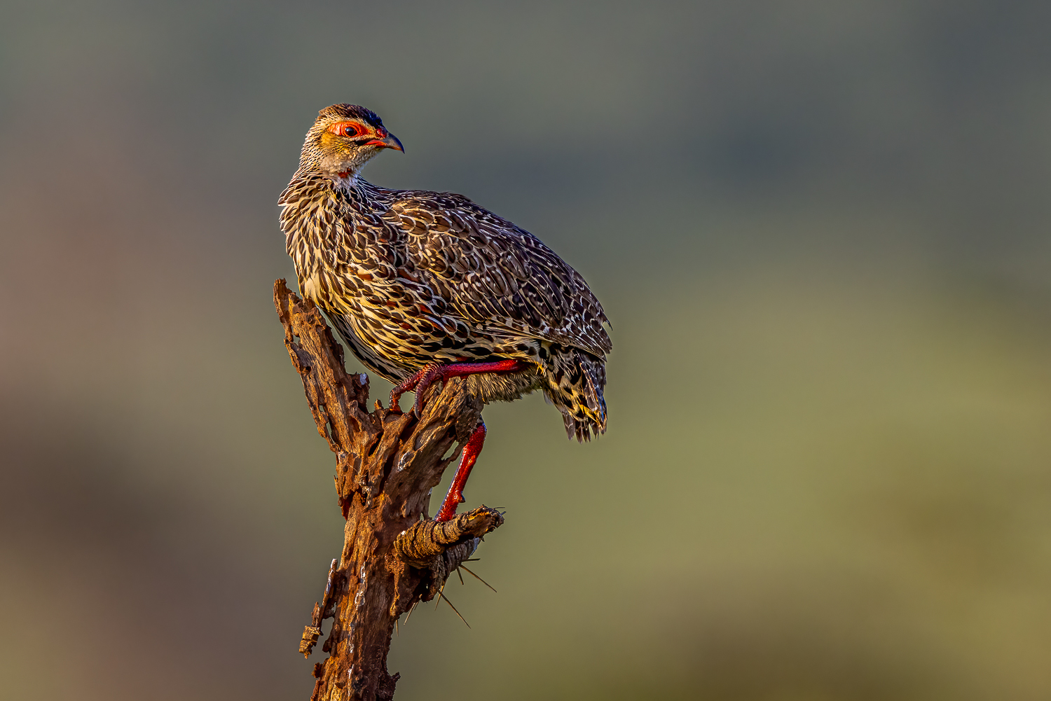 Clappertonfrankolin (Clapperton's spurfowl)