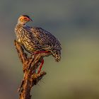 Clappertonfrankolin (Clapperton's spurfowl)