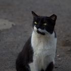 Clarence, der schielende Kater