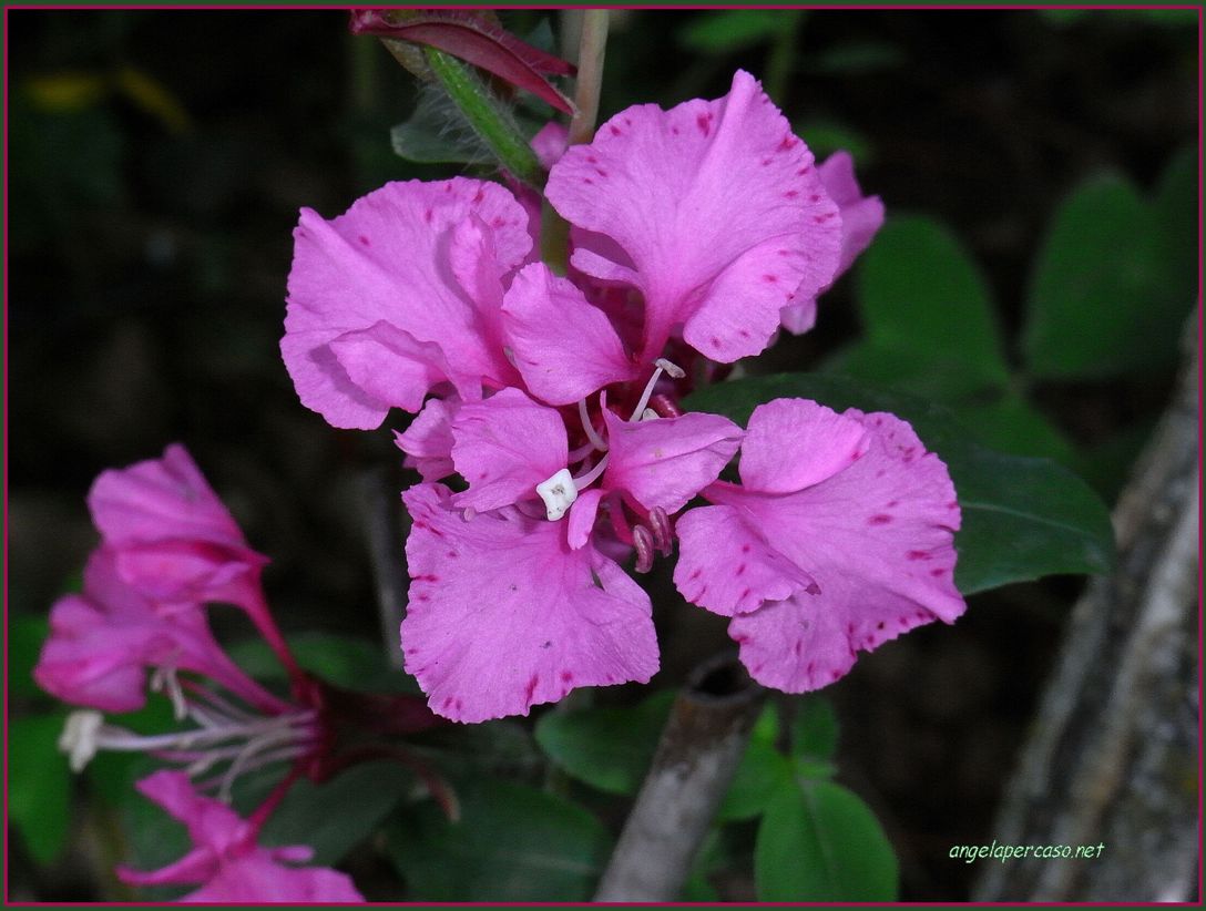 Clarkia elegans