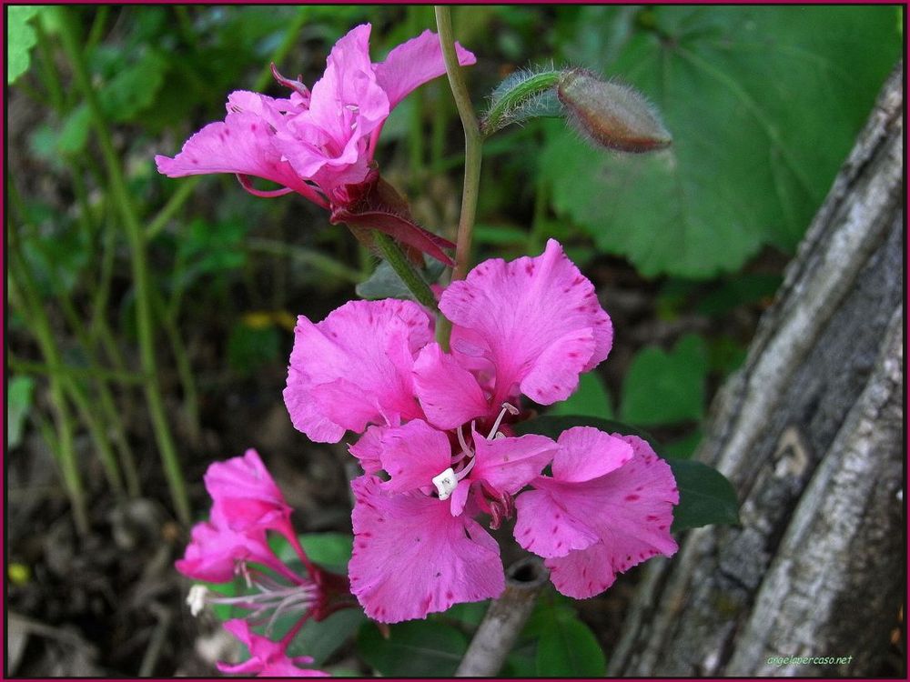 Clarkia elegans2