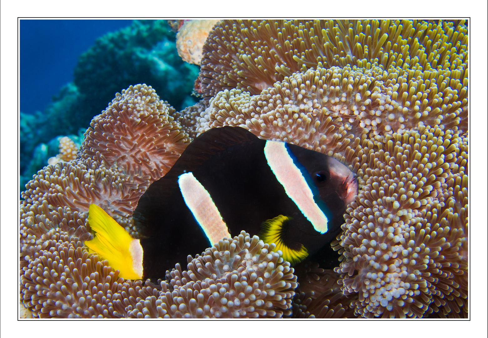 Clark's Anemonenfisch