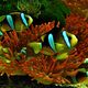 Clarks Anemonenfisch, Amphiprion clarkii