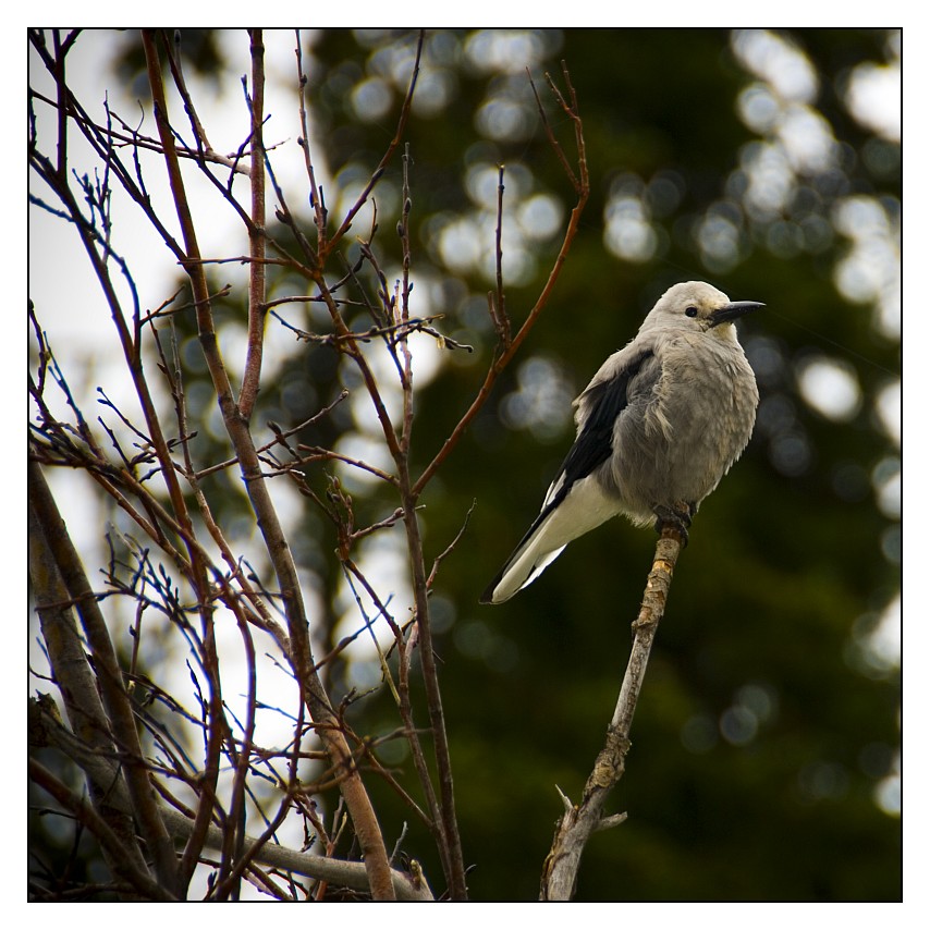 Clarks Nutcracker