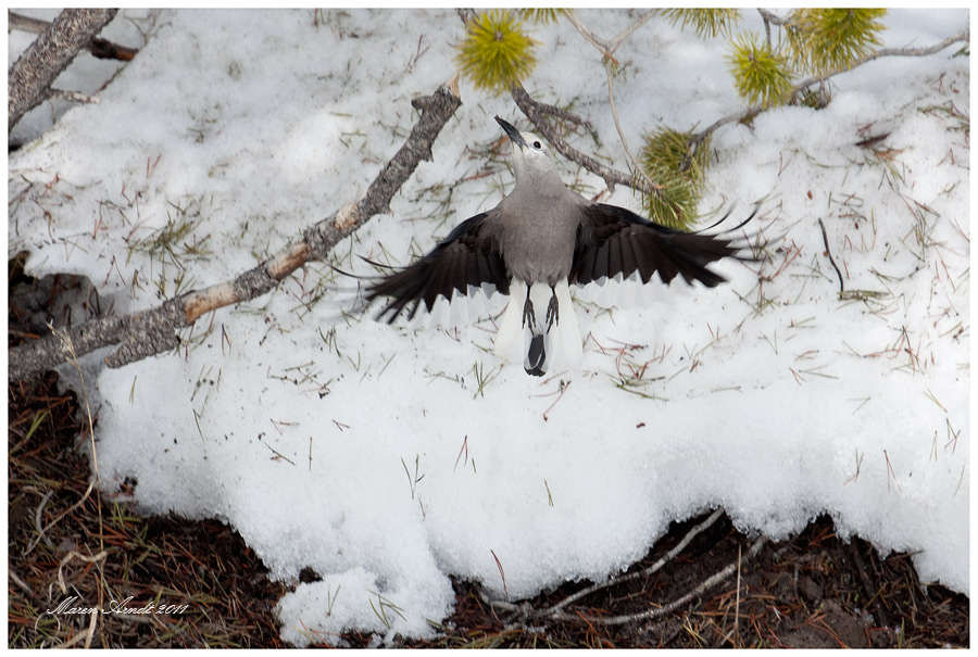 Clarks Nutcracker