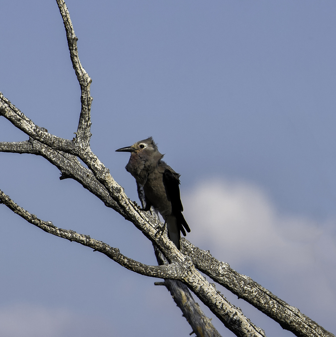 Clark's nutcracker auf dem Mount Howard 