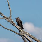 Clark's nutcracker auf dem Mount Howard 