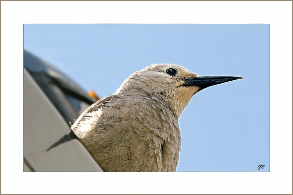 Clark's Nutcracker