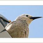 Clark's Nutcracker