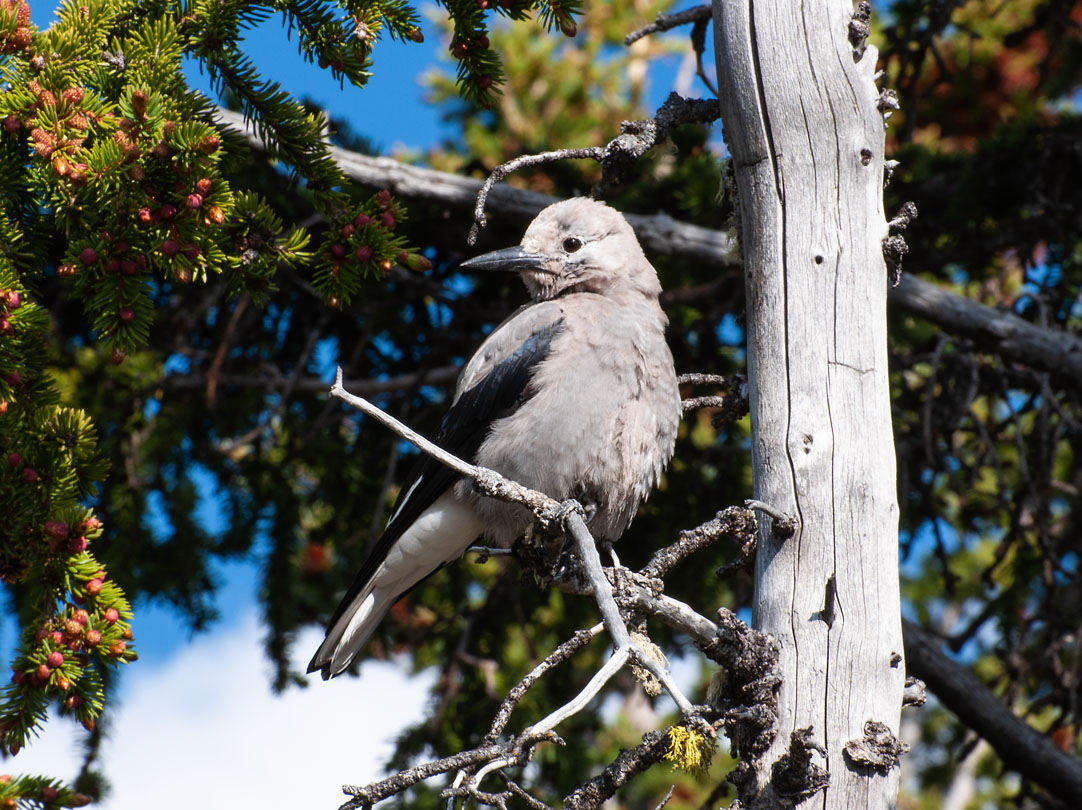 Clark's Nutcracker (Nucifraga columbiana)