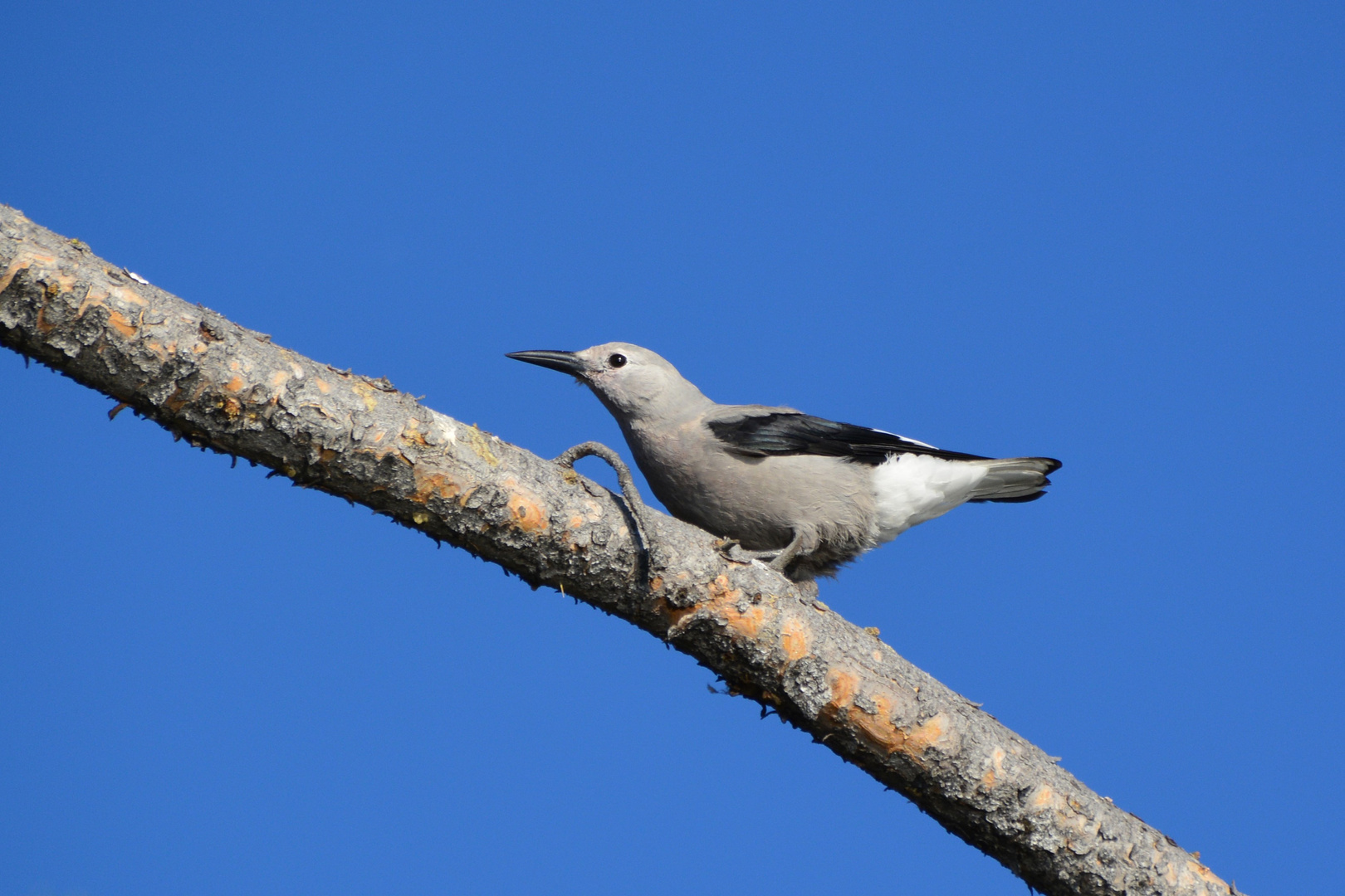 Clark´s nutcracker - Yellowstone NP