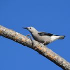 Clark´s nutcracker - Yellowstone NP