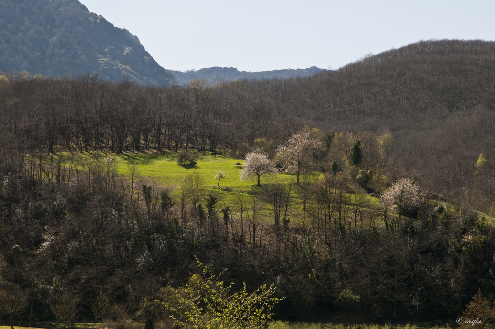 Claro de primavera en el bosque