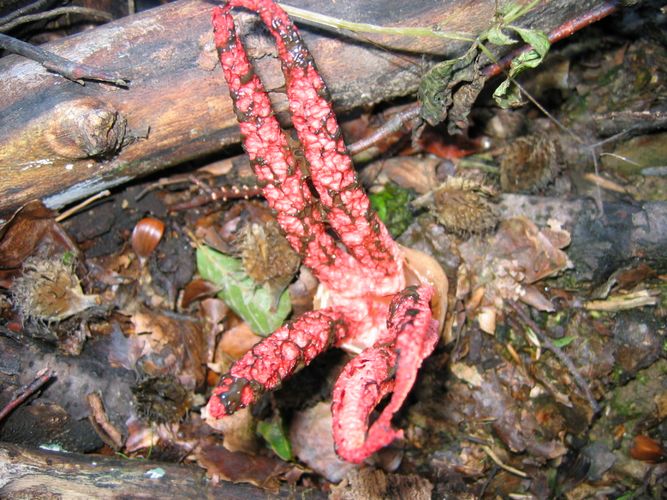 Clathrus archeri