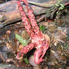 Clathrus archeri