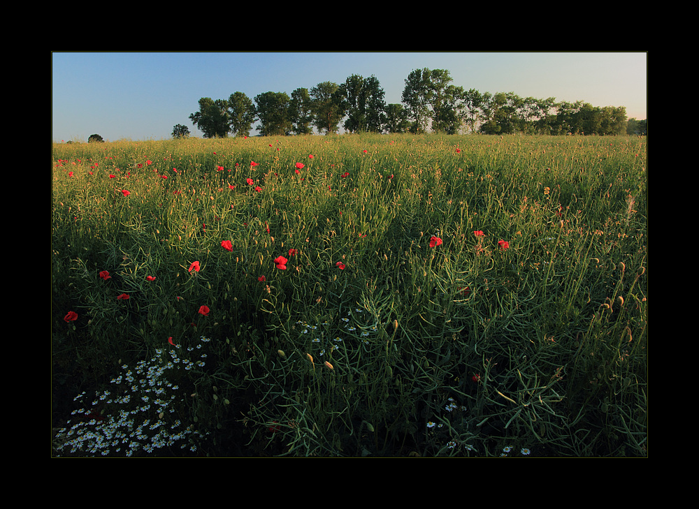 Claude Monets Pappel-Impressionen...