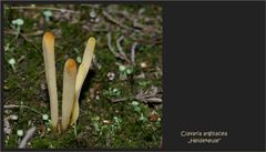 Clavaria argillacea - Heidekeule