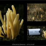 Clavaria fumosa ist es doch nicht.....