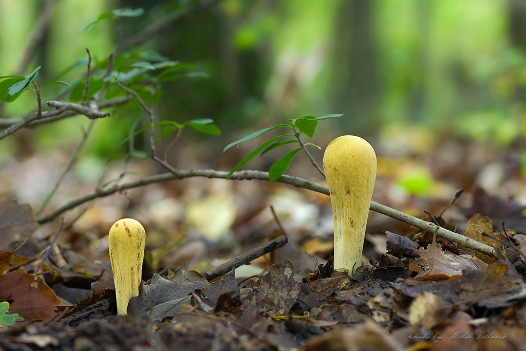  Clavariadelphus cf. flavoimmaturus