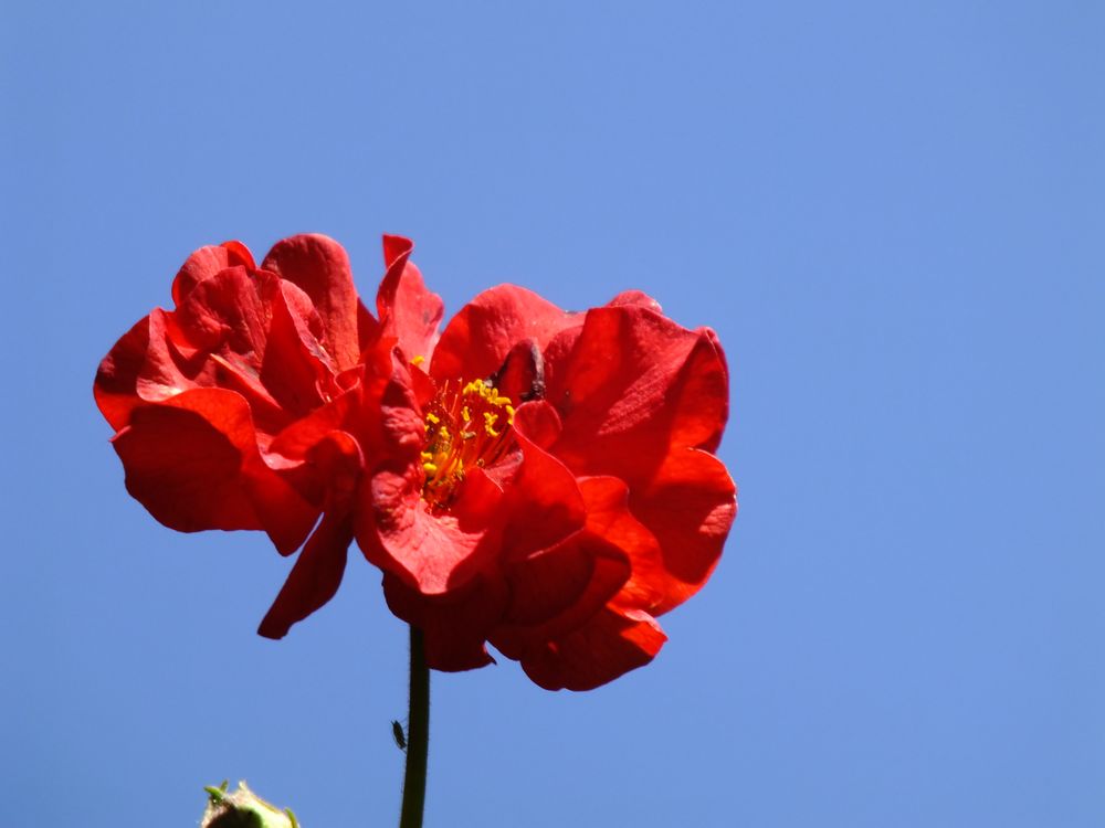 Clavel Rojo de Fernanda Zúñiga 