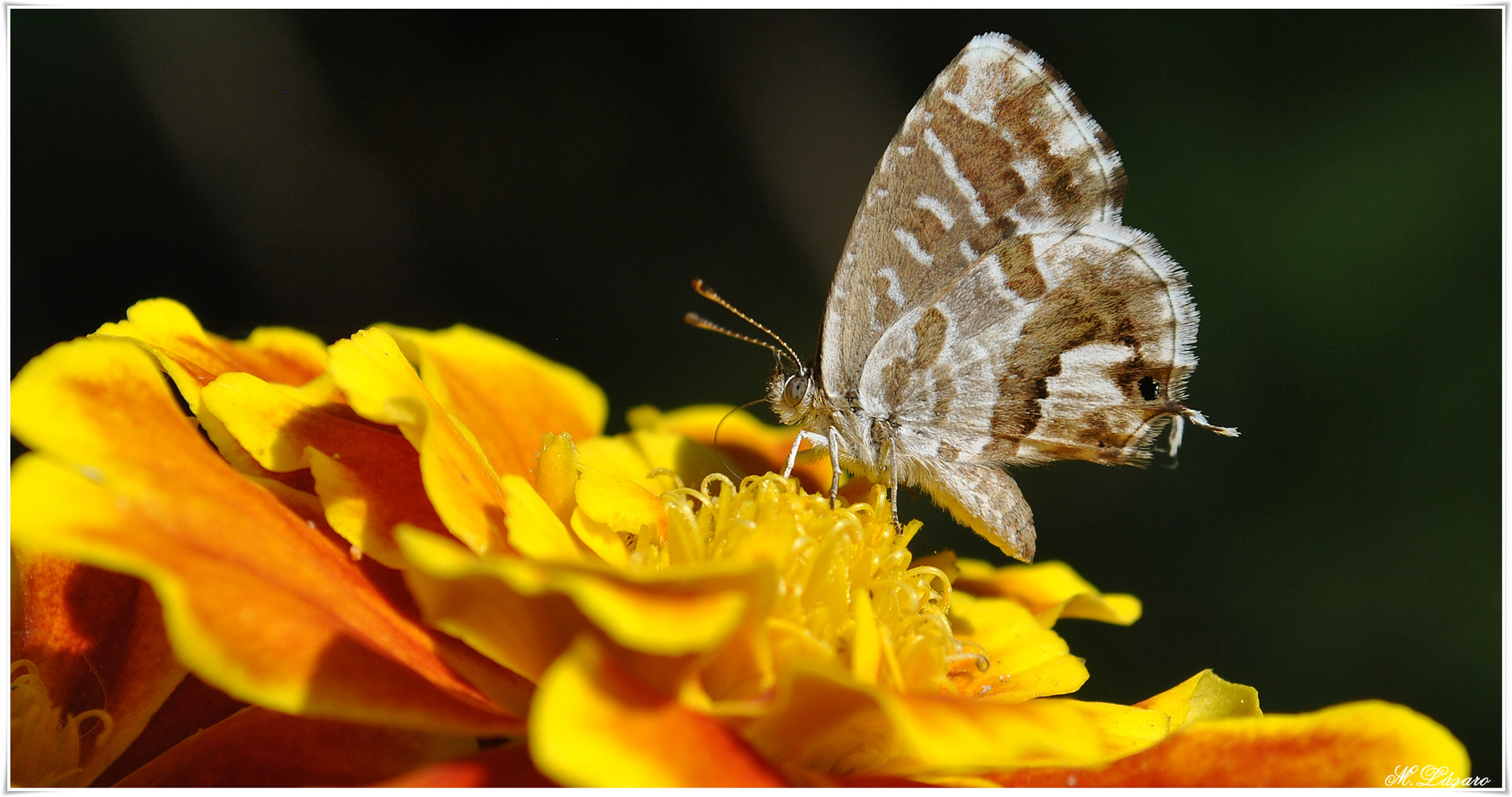 Clavel y mariposa