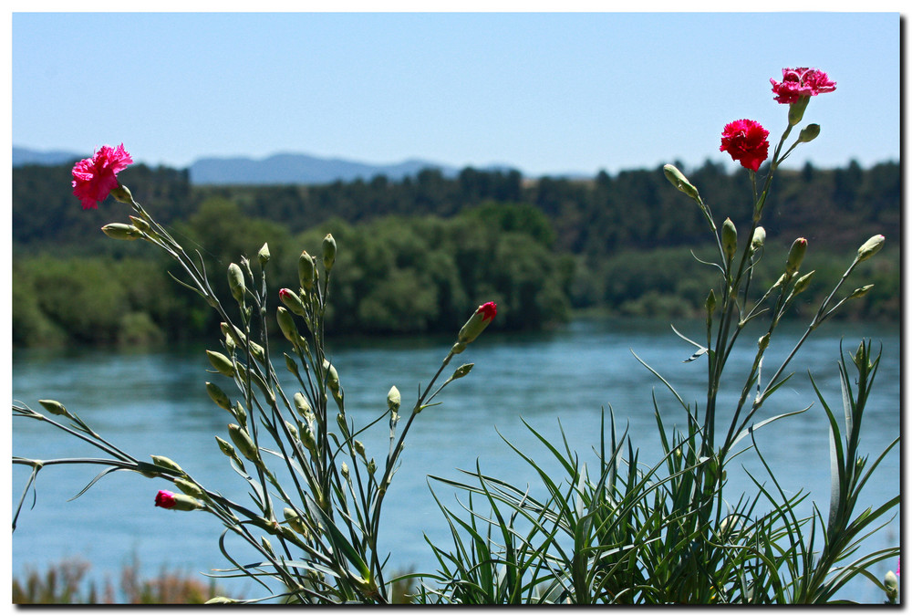 Clavells a l'Ebre