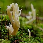 Clavulina coralloides...