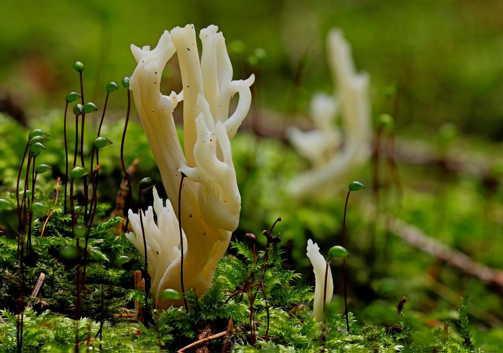 Clavulina coralloides...