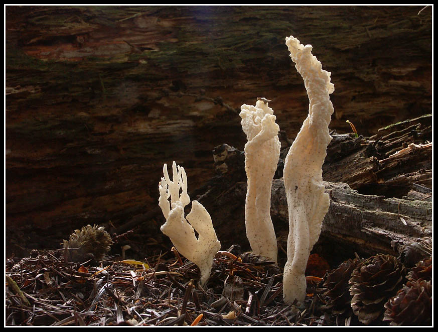 Clavulina rugosa (Runzeliger Korallenpilz)