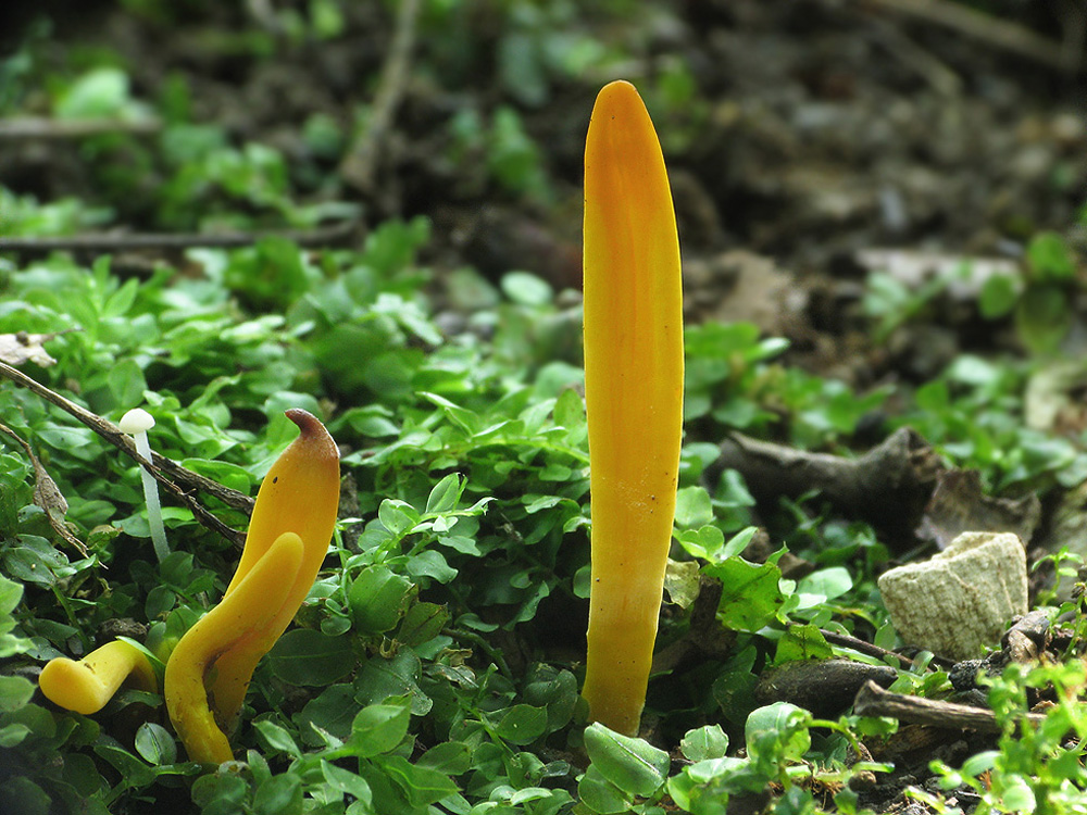 Clavulinopsis fusiformis