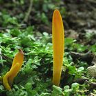 Clavulinopsis fusiformis