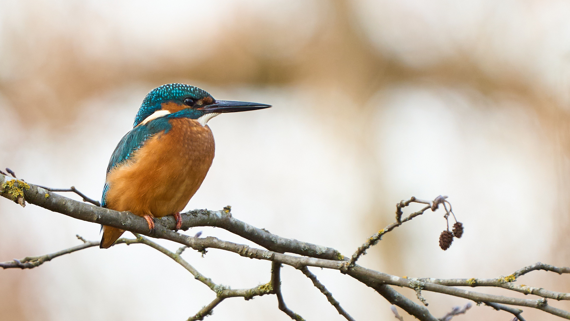 Clean Kingfisher