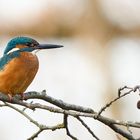 Clean Kingfisher