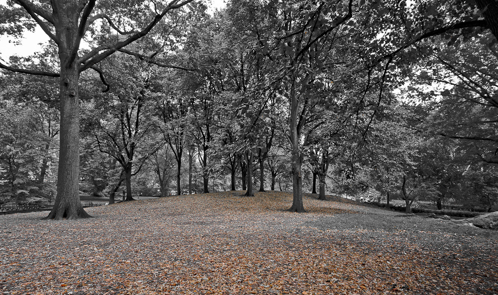 - Cleaned Up Central Park -