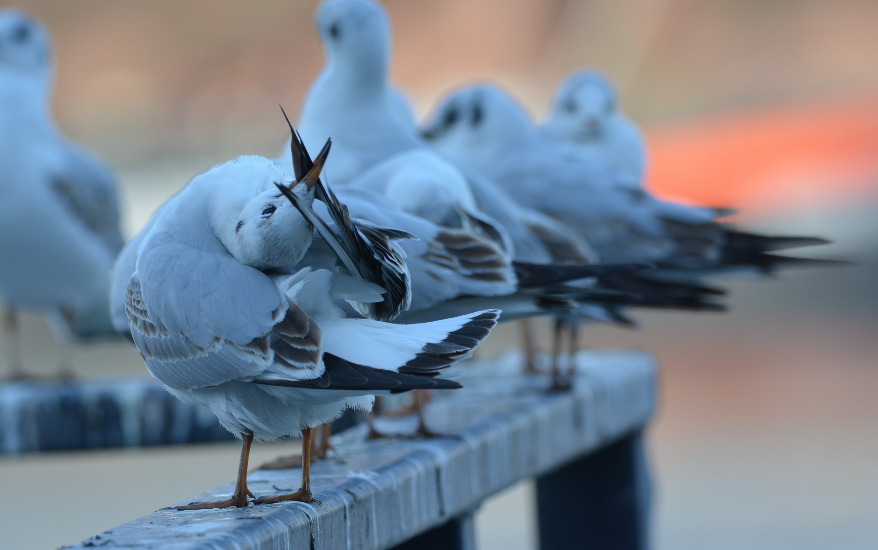 Cleaning its feather!