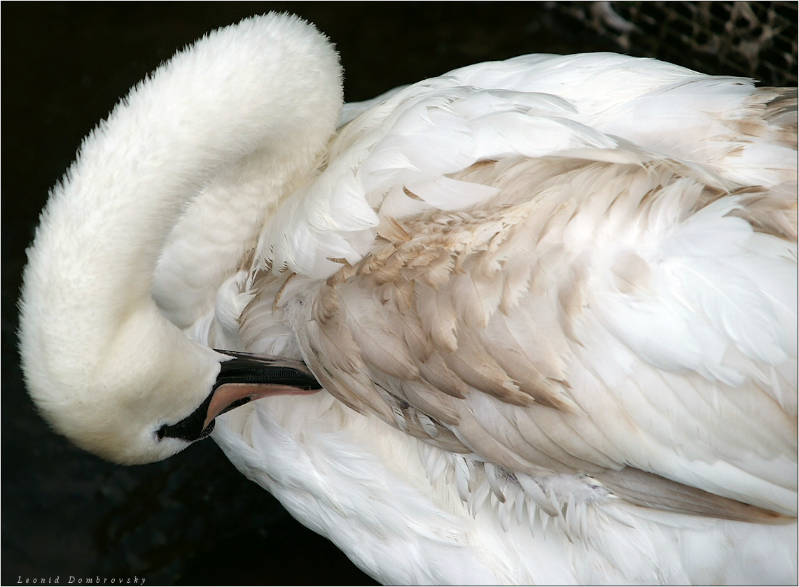 Cleaning of plumelets