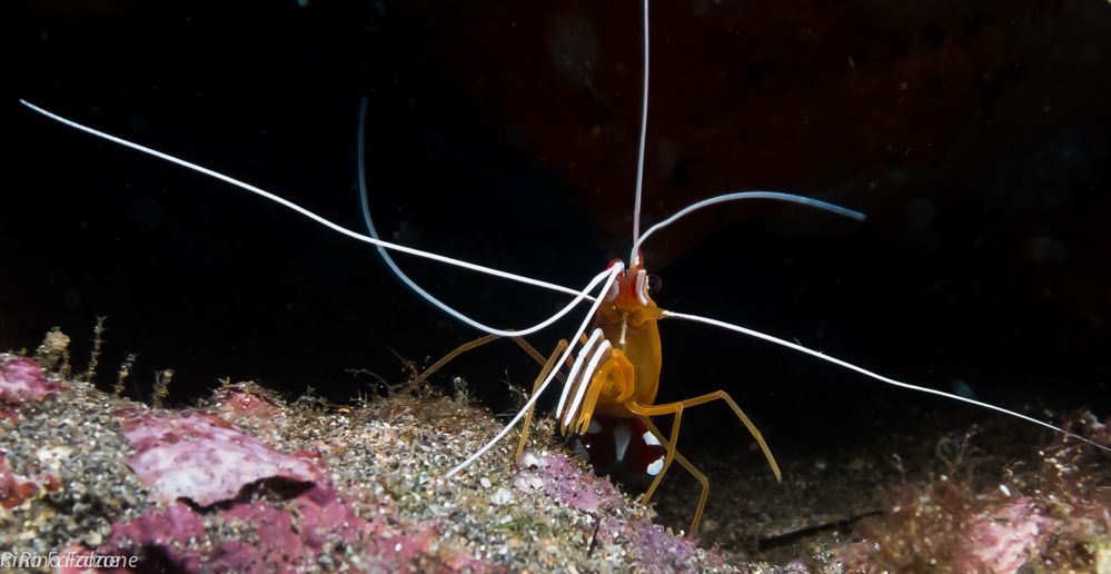 Cleaning shrimp Manado 2012