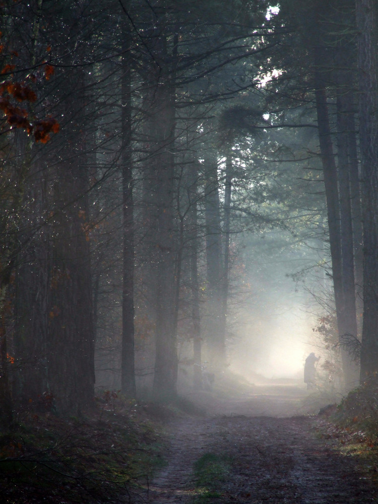 cleaning the forest