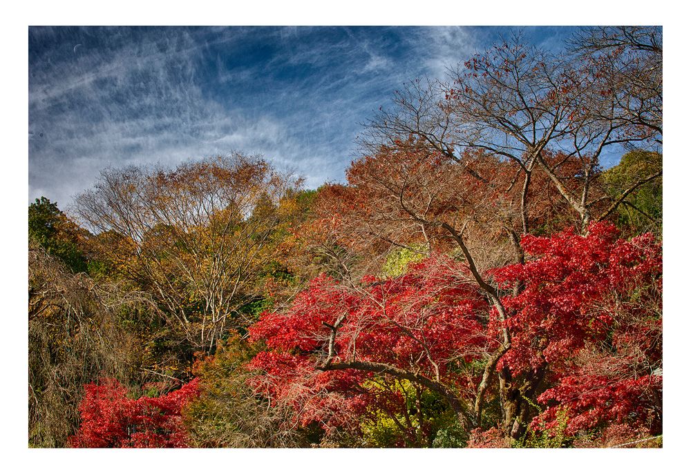 Clear autumn sky 1