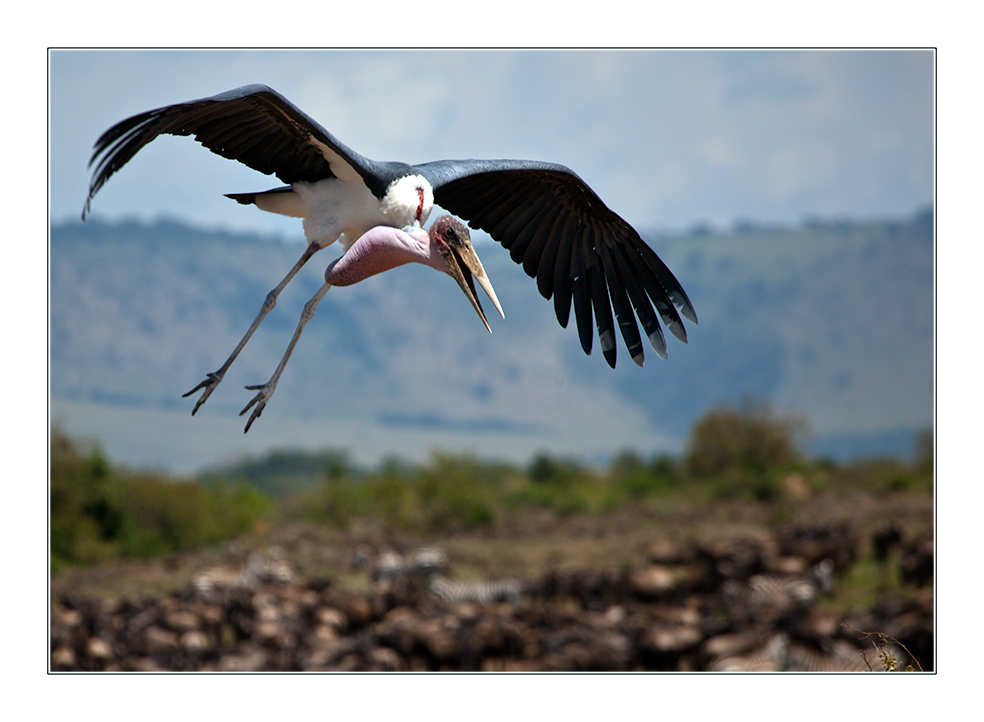 Clear for Landing