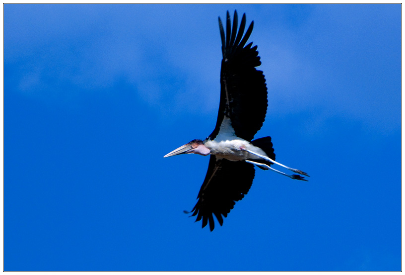 Clear for Landing