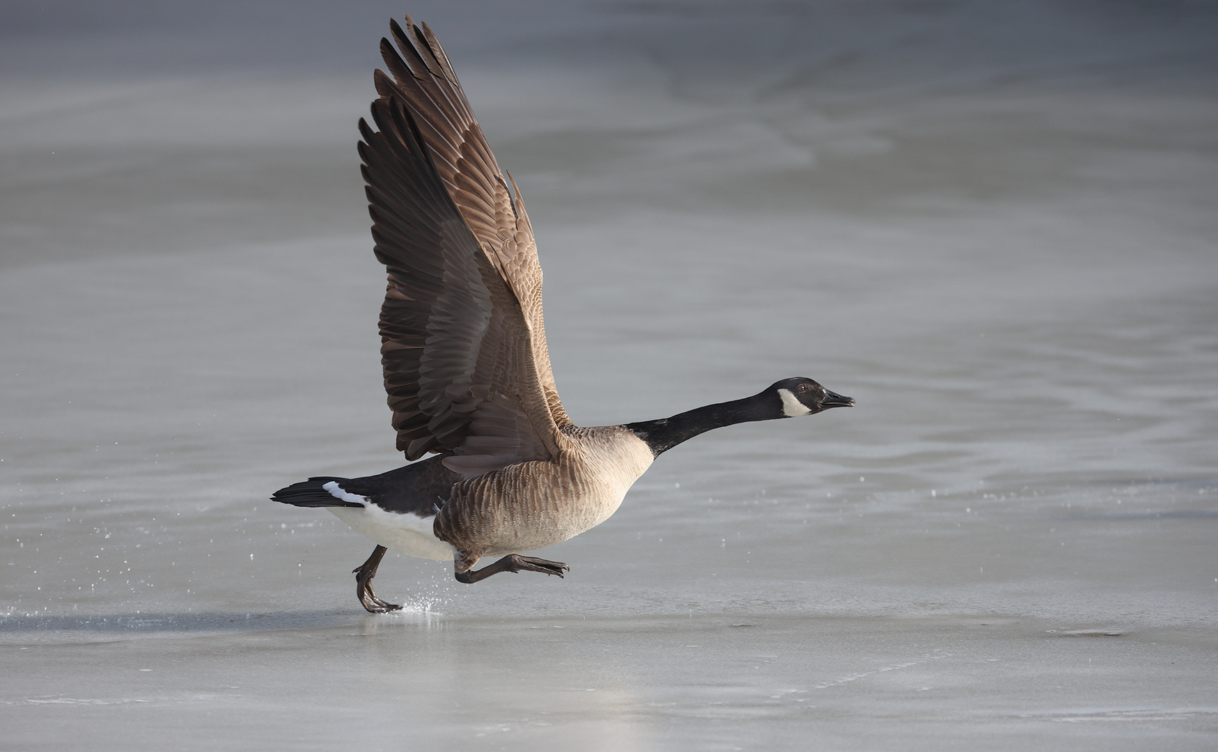 clear for take off