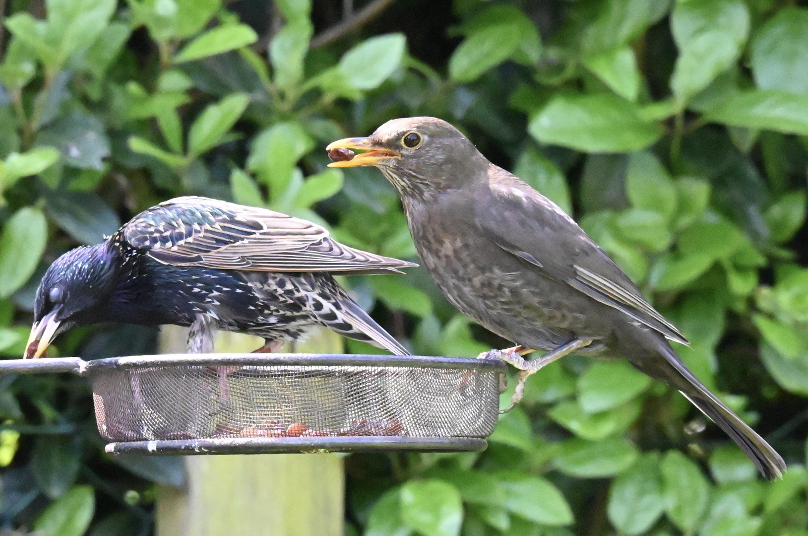 Clear off mate!! They are mine! 