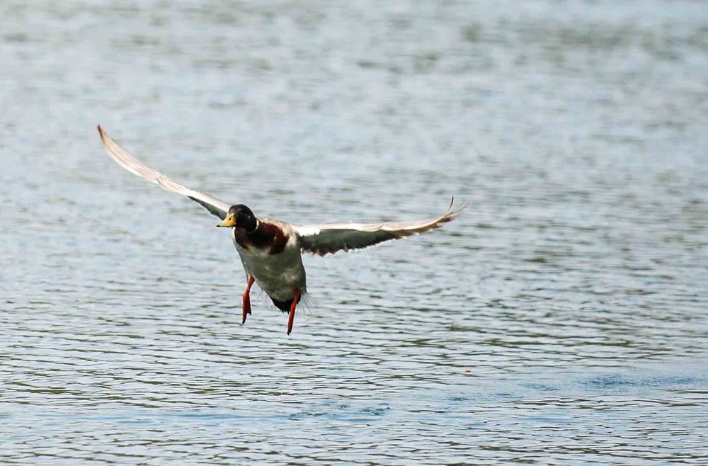 Cleared For Landing