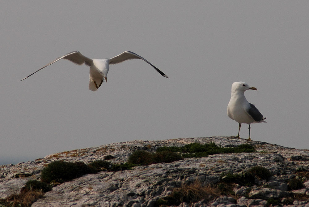 Cleared for landing