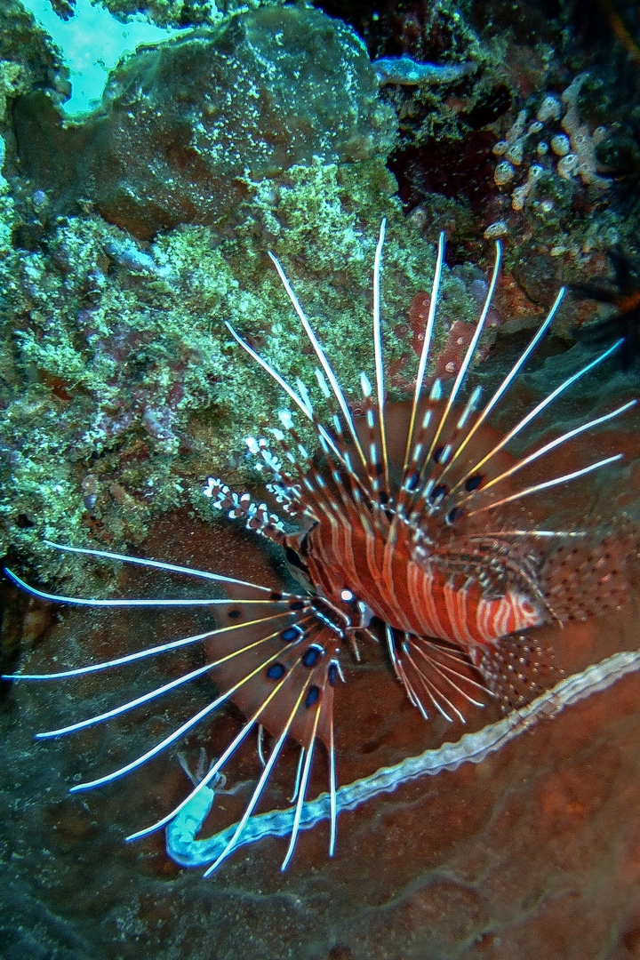 Clearfin lionfish